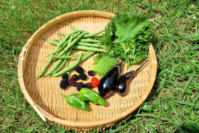 ざるに盛られた夏野菜の収穫