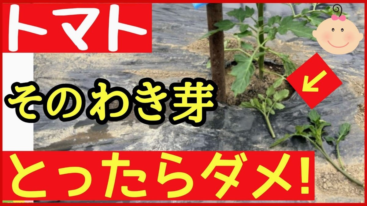 トマトの正しいわき芽の取り方を詳しく解説する第2章の動画
