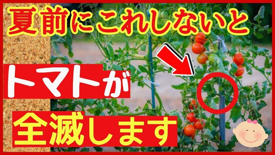 トマトのつる下げの方法を詳しく解説する第5章の動画