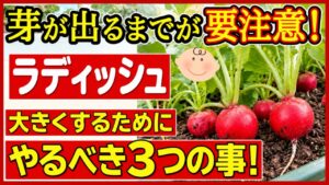 ラディッシュは芽が出るまでが要注意と伝えるアイキャッチ