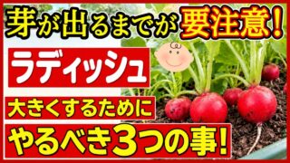 ラディッシュは芽が出るまでが要注意と伝えるアイキャッチ