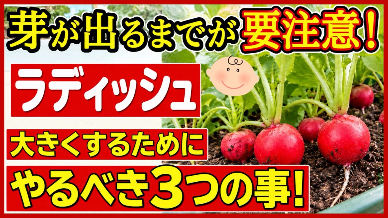 ラディッシュは芽が出るまでが要注意と伝えるアイキャッチ