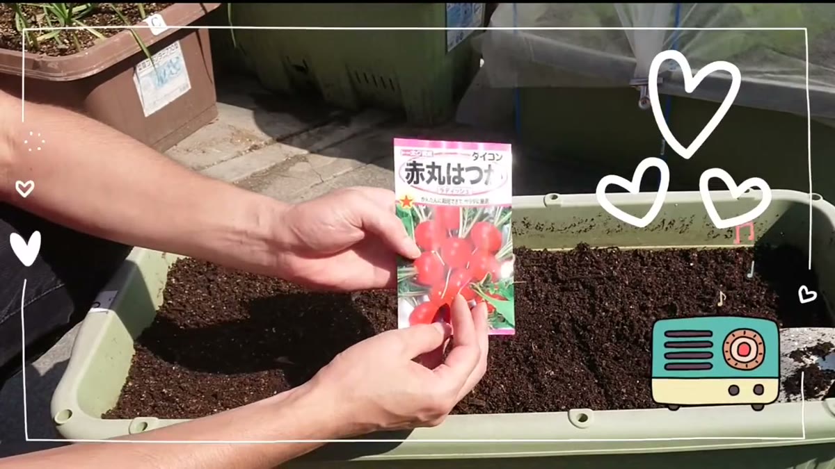 ラディッシュの種袋とプランター栽培の収穫イメージ