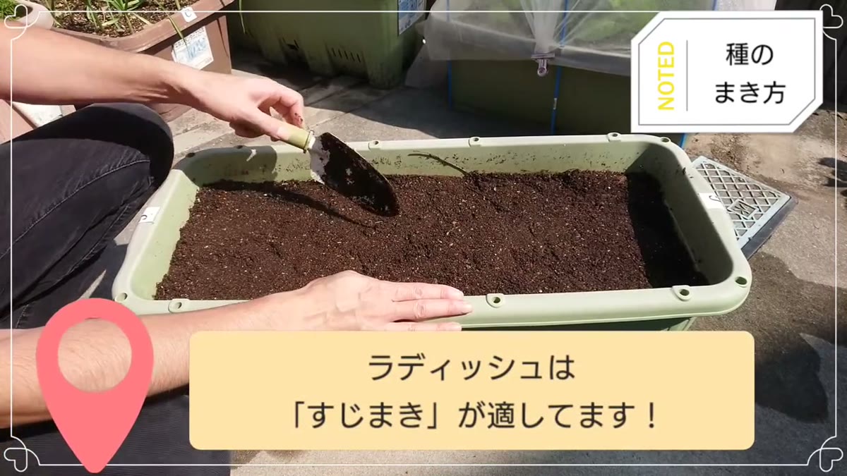 プランターにラディッシュのまき溝を2本作る