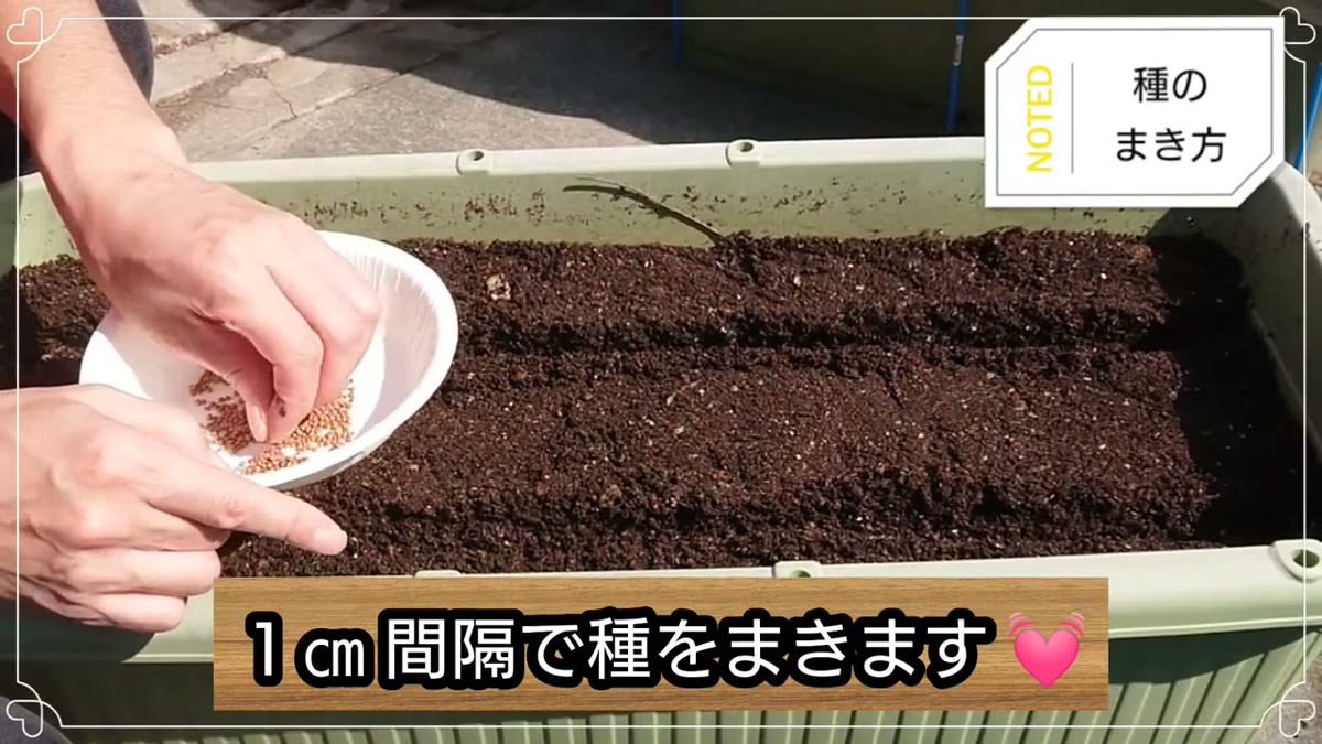ラディッシュの種を約1cm間隔で筋まきする