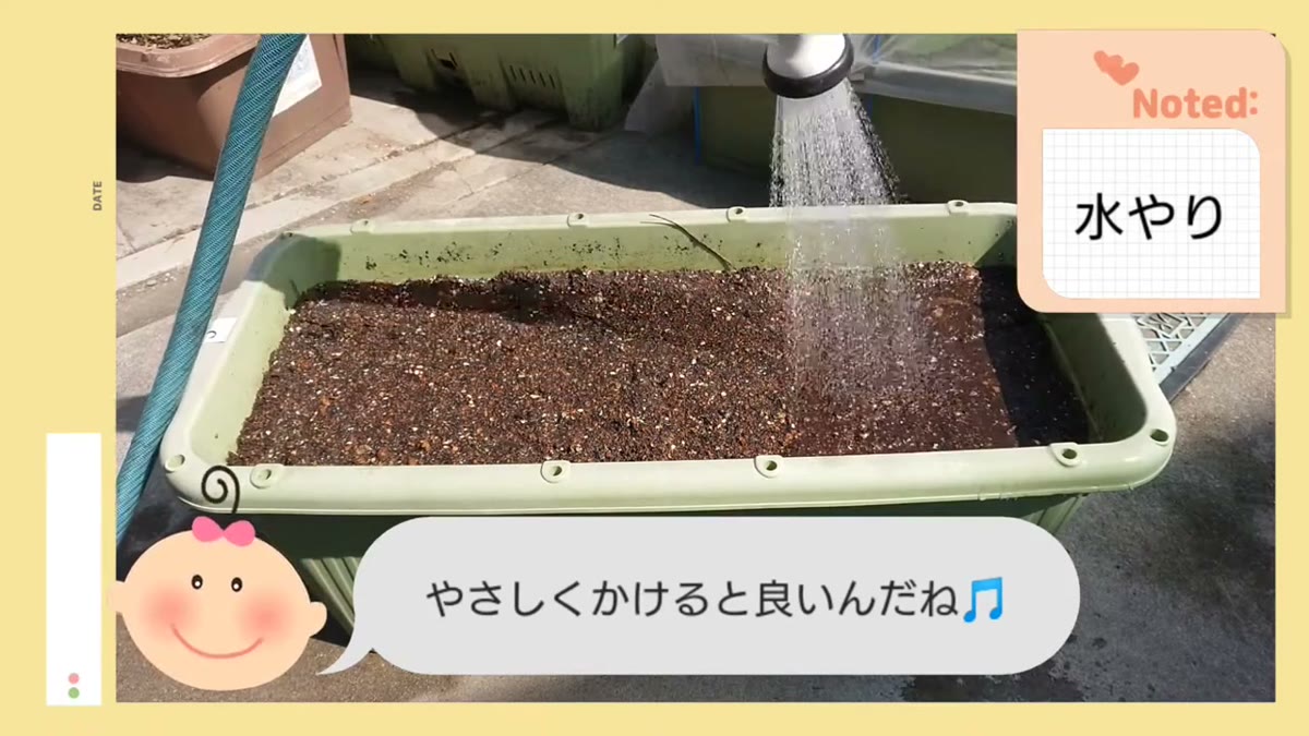 種が流れないようラディッシュへ優しく水やりする