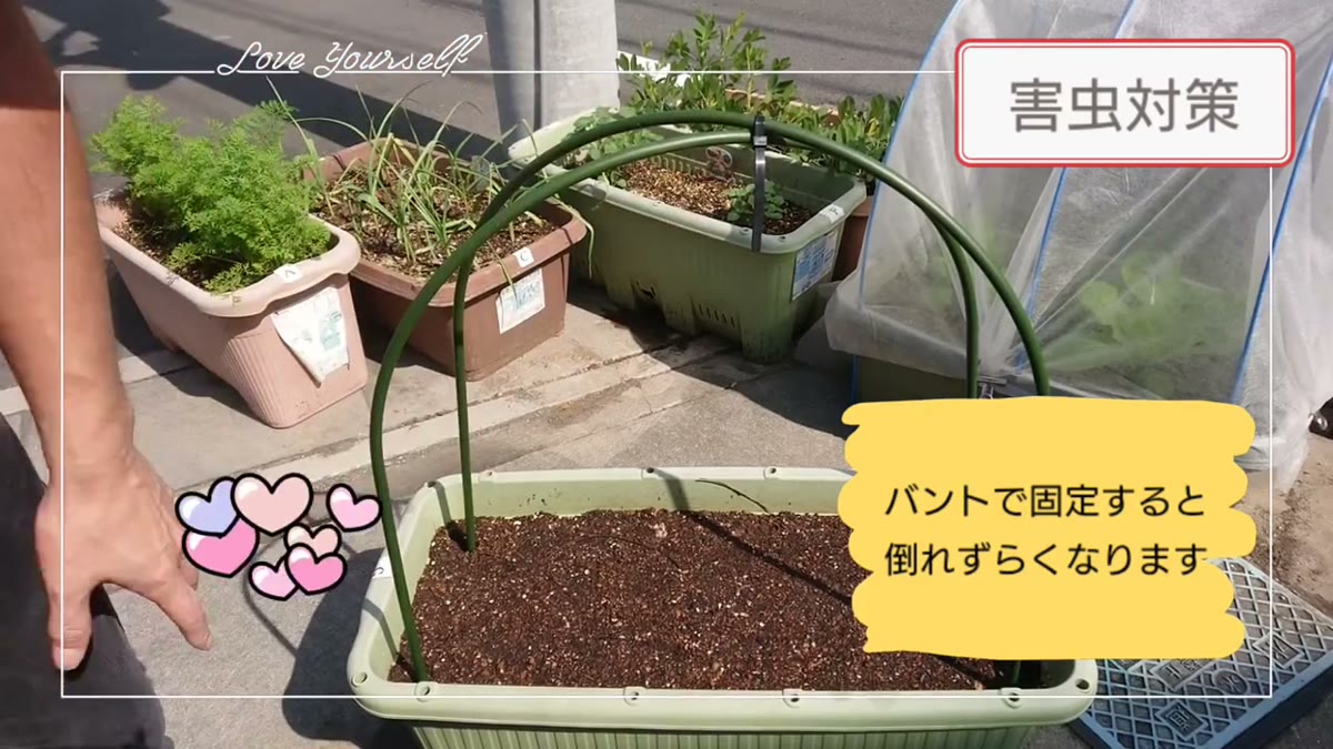 ラディッシュのプランターへアーチ型ポールを交差させて設置する
