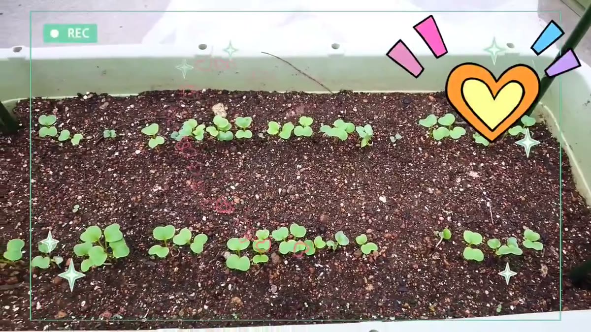 種まきから1週間後に発芽したラディッシュ