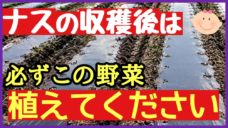 ナスの収穫後におすすめの野菜と避けたい野菜を紹介するアイキャッチ