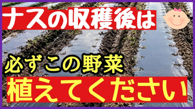 ナスの収穫後におすすめの野菜と避けたい野菜を紹介するアイキャッチ