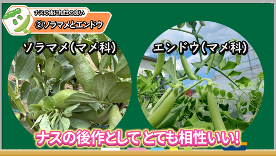 ナスの後作にソラマメとエンドウがおすすめな理由を解説する画像