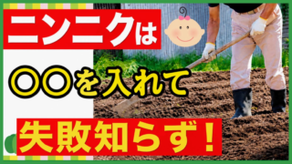 ニンニク栽培の土作りで失敗を防ぐ方法を伝えるアイキャッチ