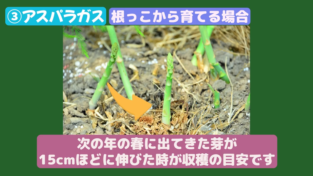 アスパラガスが伸びる様子と収穫する長さの目安