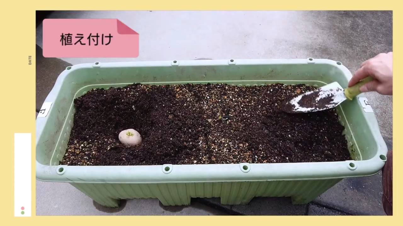 プランターへ置いた秋ジャガイモの種イモに土をかぶせる様子