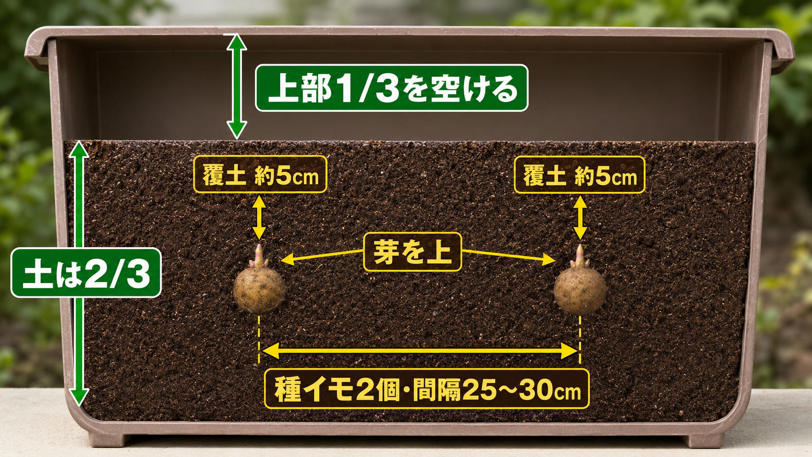 秋ジャガイモの種イモ2個を25から30cm間隔で植えたプランター断面図