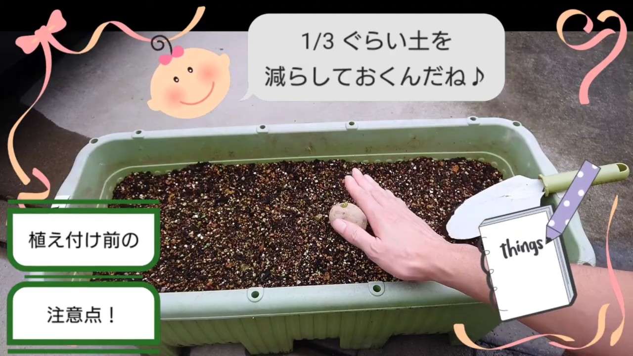 秋ジャガイモの土寄せに備えてプランター上部3分の1を空けた様子