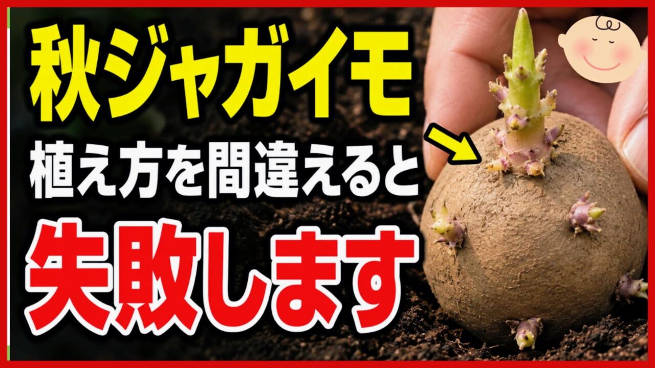 秋ジャガイモの植え方を間違えると失敗することを伝えるアイキャッチ