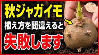 秋ジャガイモの植え方を間違えると失敗することを伝えるアイキャッチ