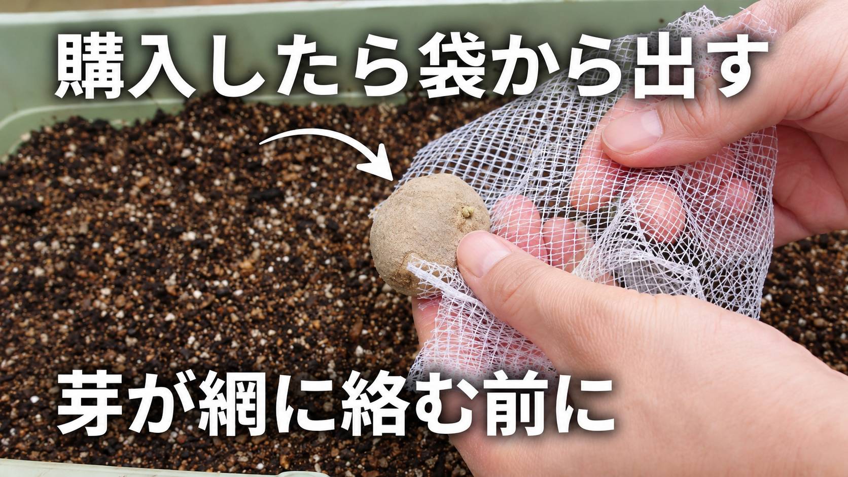 秋ジャガイモの種イモを芽が網に絡む前にネット袋から取り出す様子