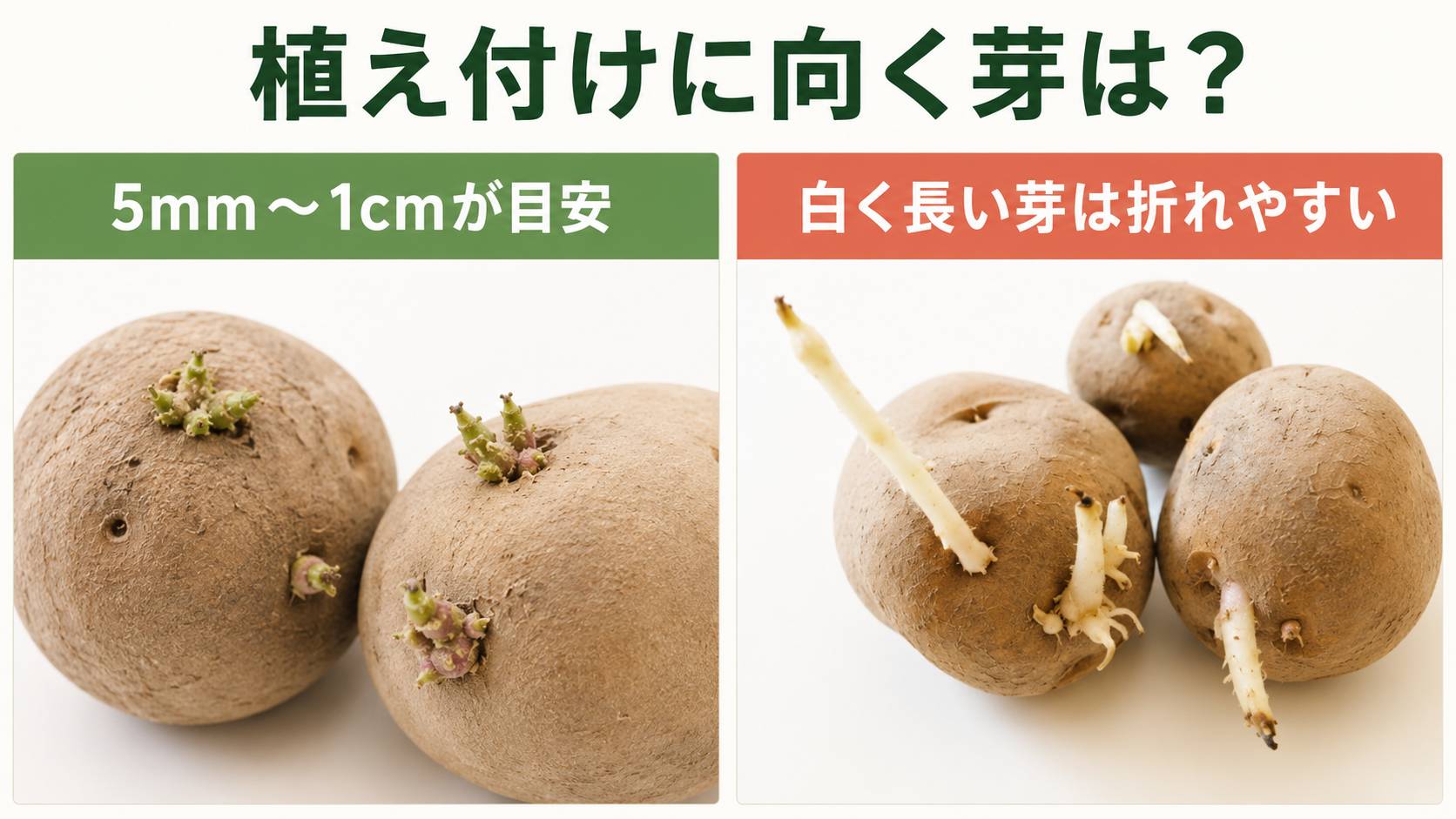 植え付けに向く5mmから1cmの短く太い芽と白く長い芽の比較