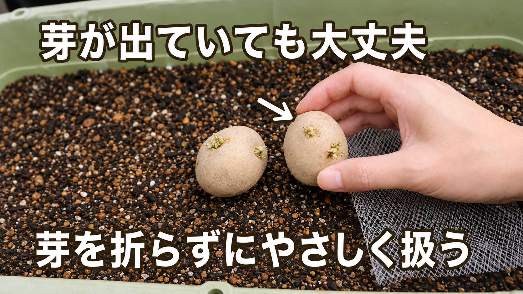 芽が出ている秋ジャガイモの種イモを折らずに扱う様子