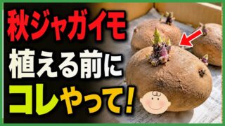秋ジャガイモを植える前に行う芽出しを紹介するアイキャッチ