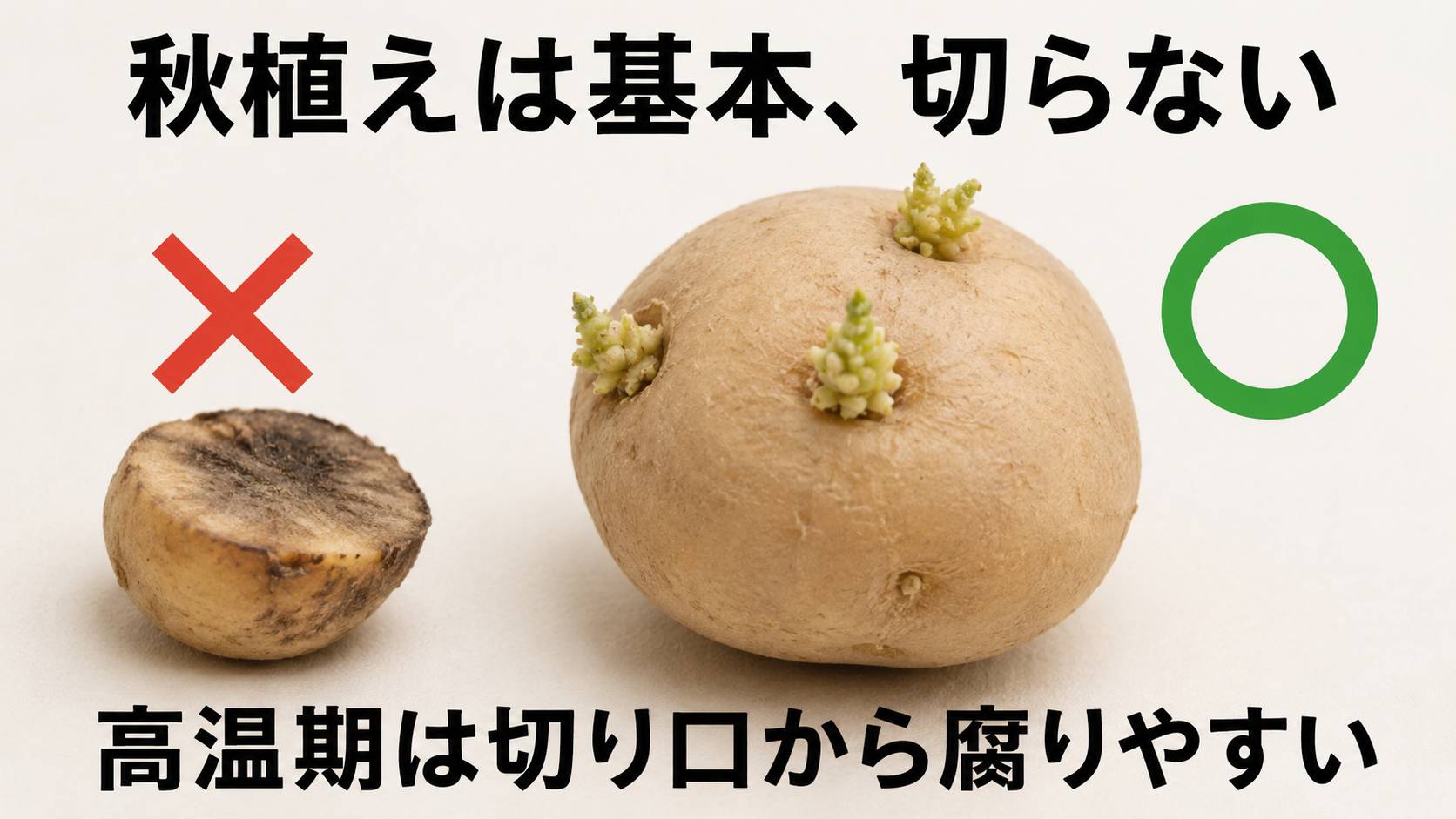 秋植えのジャガイモは切断せず丸ごとの種イモを植える説明