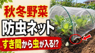 秋冬野菜の防虫ネットのすき間から虫が入る不安を示したアイキャッチ