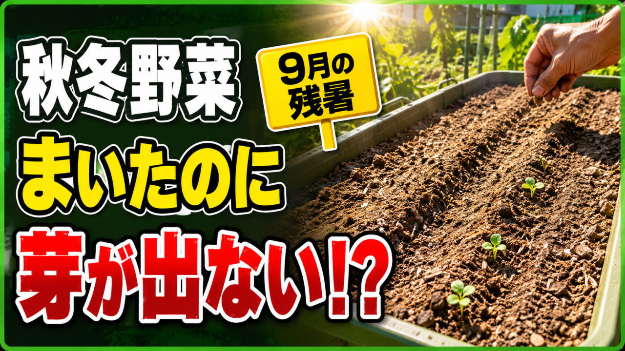9月の残暑に秋冬野菜の種をまいたのに芽が出ない悩みを表したアイキャッチ