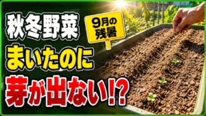 9月の残暑に秋冬野菜の種をまいたのに芽が出ない悩みを表したアイキャッチ
