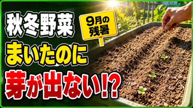 9月の残暑に秋冬野菜の種をまいたのに芽が出ない悩みを表したアイキャッチ