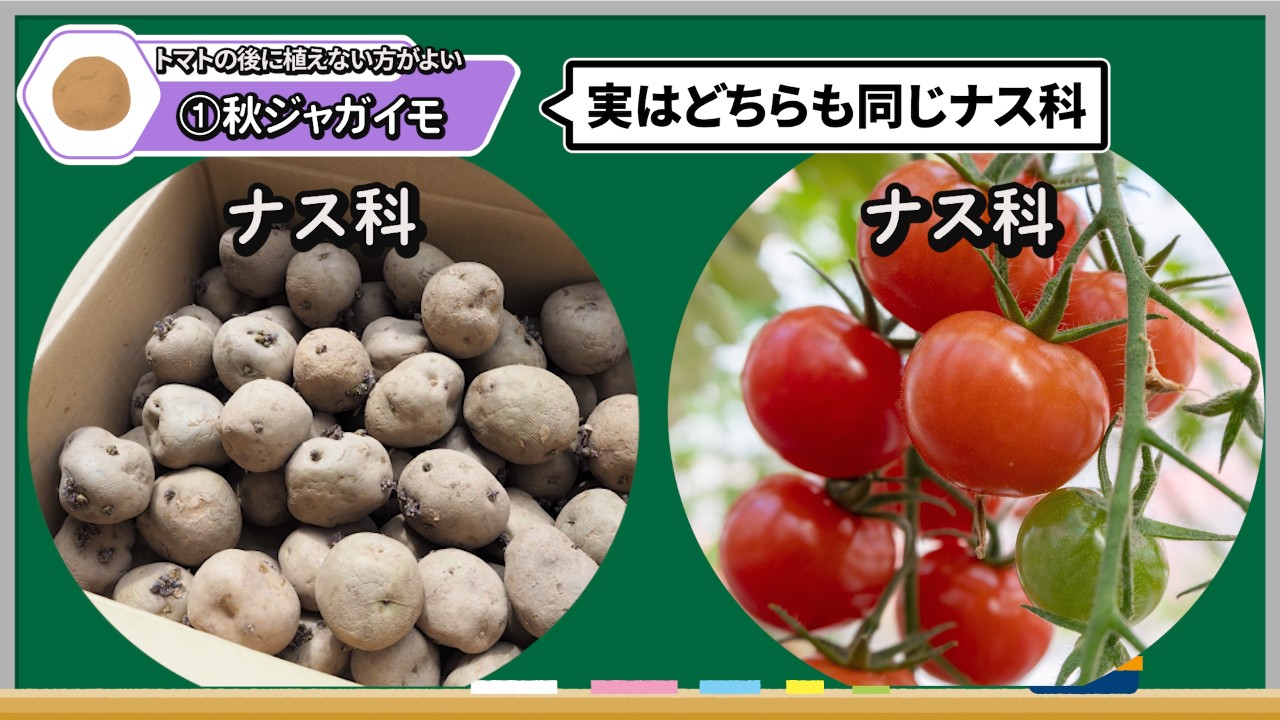 トマトの後作で避けたい同じナス科の秋ジャガイモ