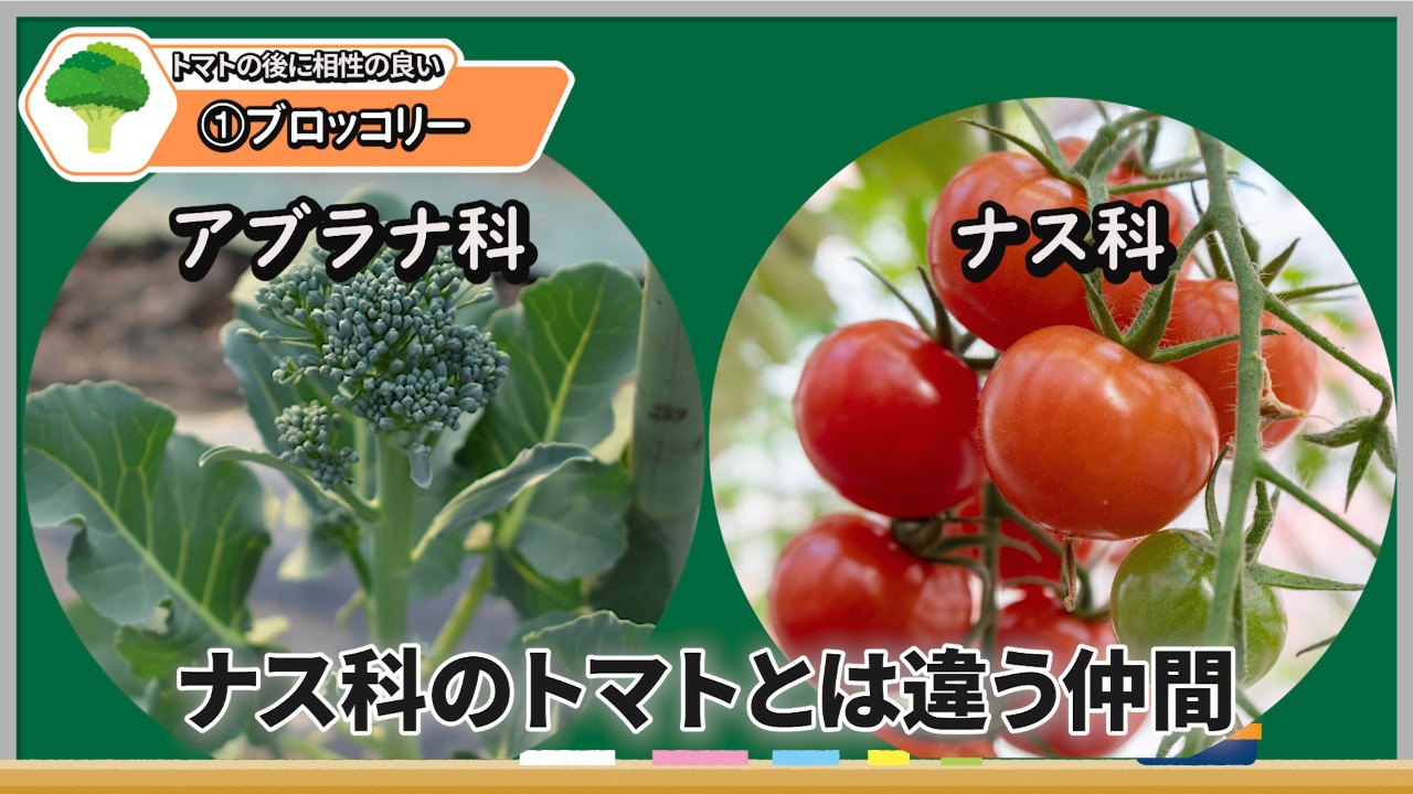 トマトの後作におすすめのブロッコリー