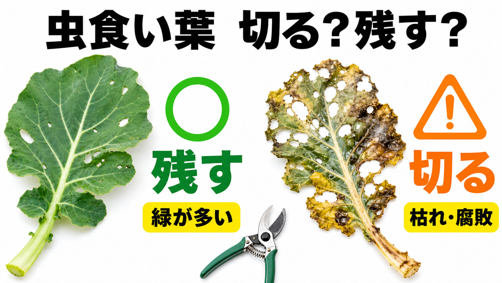 緑が多い虫食い葉は残し枯れや腐敗のある葉だけ切る判断図