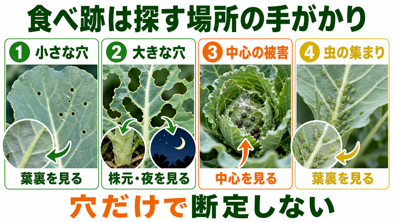 ブロッコリーの小穴、大きな穴、中心の食害、アブラムシを比較した図