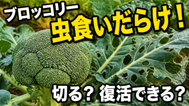 ブロッコリーの虫食い葉を切るべきか復活できるかを紹介するアイキャッチ