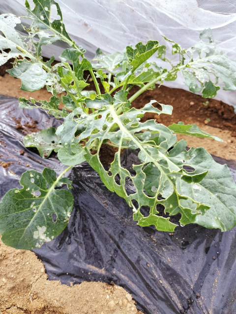 害虫に食べられて複数の穴が開いたブロッコリーの葉