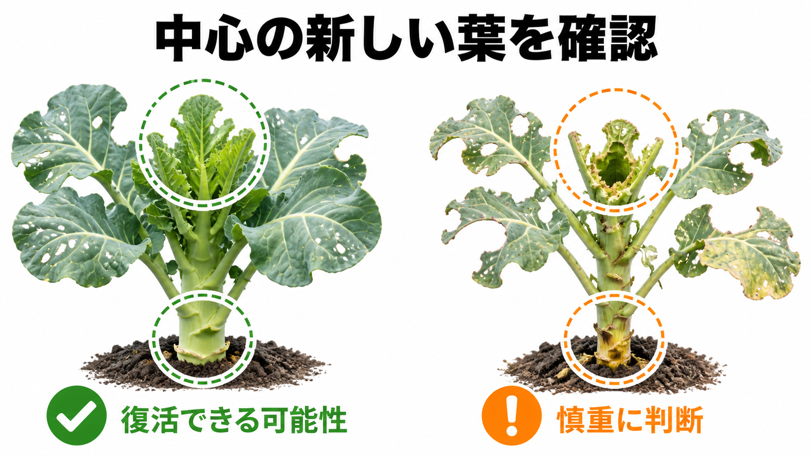 中心の新芽が元気なブロッコリーと生長点まで食害されたブロッコリーの比較