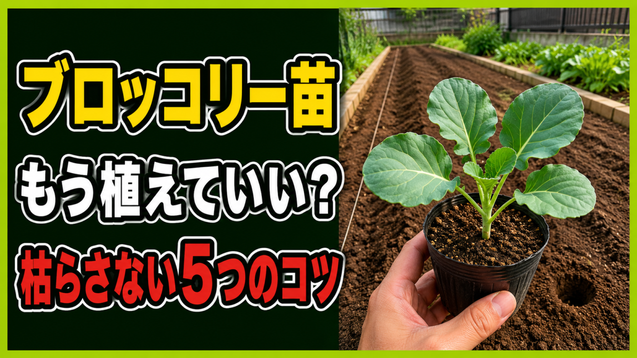 ブロッコリー苗をいつ植えるかと枯らさない5つのコツを示すアイキャッチ