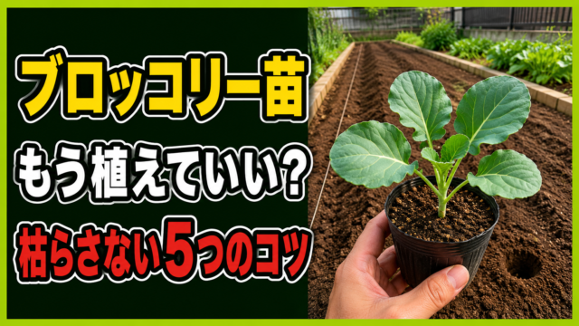 ブロッコリー苗をいつ植えるかと枯らさない5つのコツを示すアイキャッチ