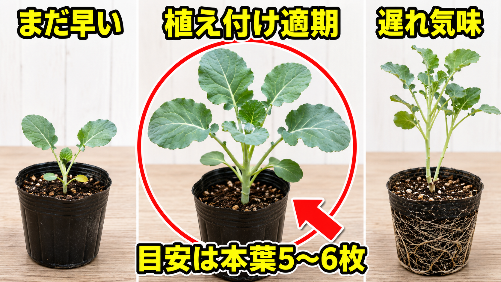ブロッコリー苗の植え付け時期を本葉5〜6枚で見分ける比較