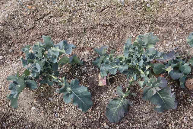 畑へ植え付けたブロッコリー苗