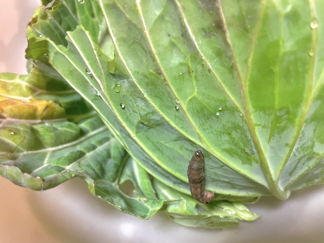 キャベツの葉で見つかったヨトウガの幼虫
