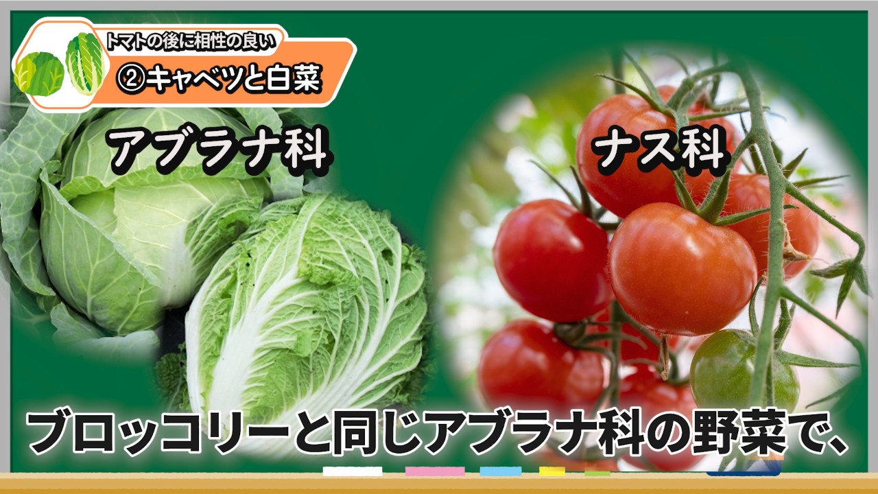 トマトの後作におすすめのキャベツと白菜