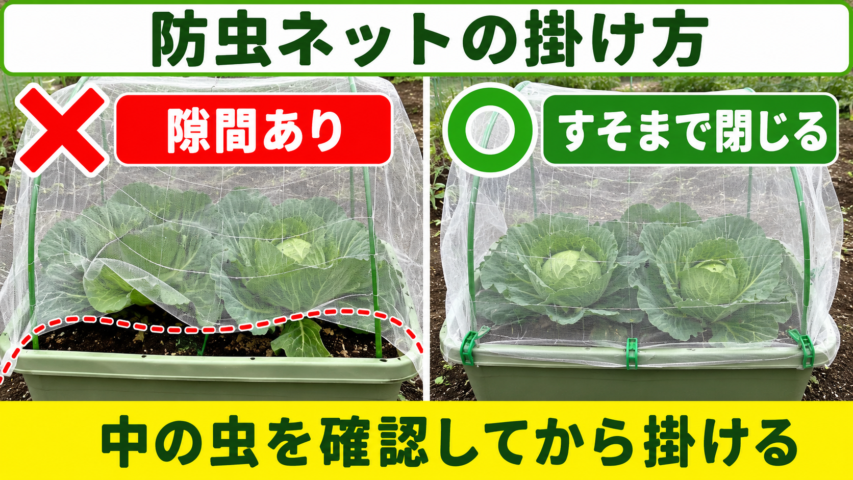 キャベツの防虫ネットに隙間がある例とすそまで閉じた例の比較
