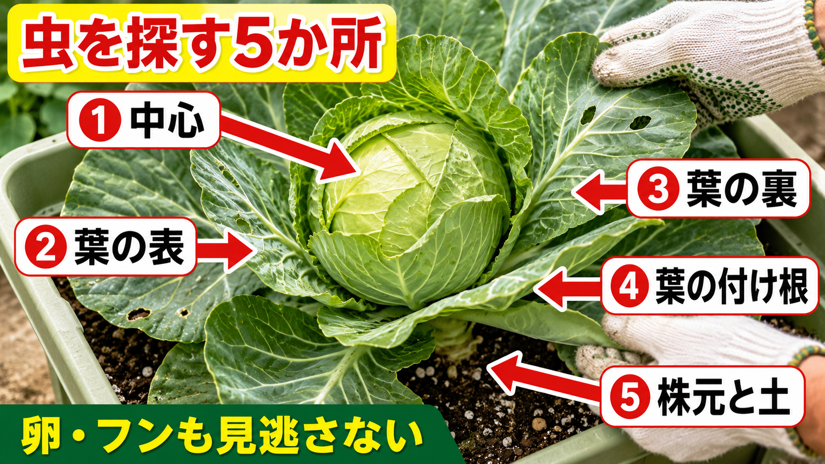 キャベツの中心、葉の表裏、葉の付け根、株元と土を確認する順番