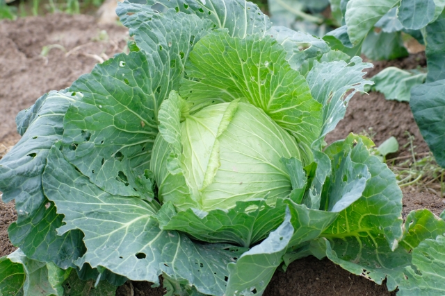 害虫に食べられて複数の穴が開いたキャベツの外葉