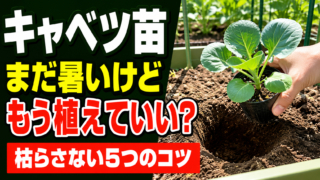 キャベツ苗を暑い時期に枯らさず植える5つのコツを示すアイキャッチ