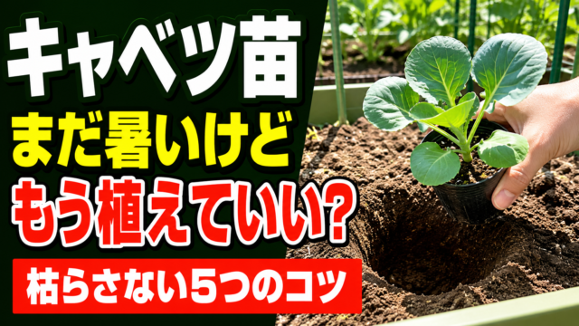 キャベツ苗を暑い時期に枯らさず植える5つのコツを示すアイキャッチ