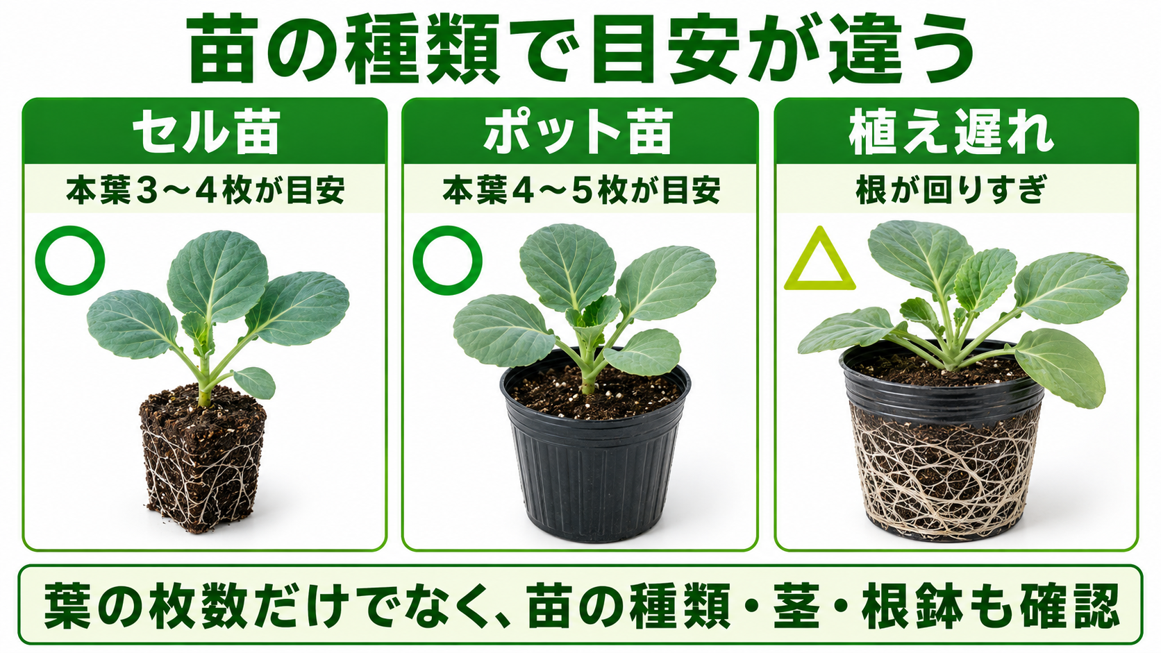 セル苗とポット苗と植え遅れのキャベツ苗を比較した図